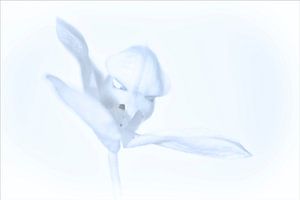 Phalaenopsis in soft blue.