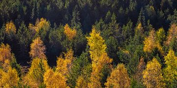 Schwarzwald im Herbst aus der Vogelperspektive von Werner Dieterich
