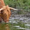 Portrait of a drinking Scottish highlander by Bas Ronteltap