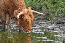 Portrait of a drinking Scottish highlander by Bas Ronteltap