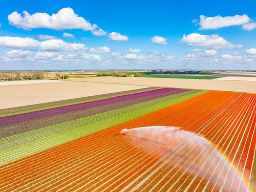 Tulpen in een veld besproeid door een watersproeier