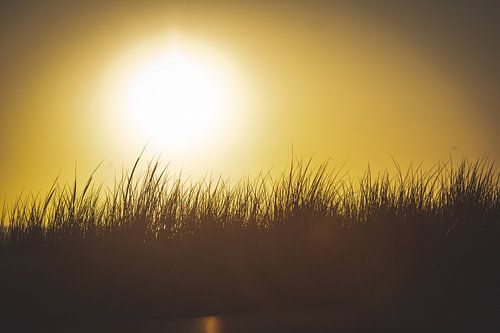 Duingras bij zonsondergang langs de Texelse kustlijn