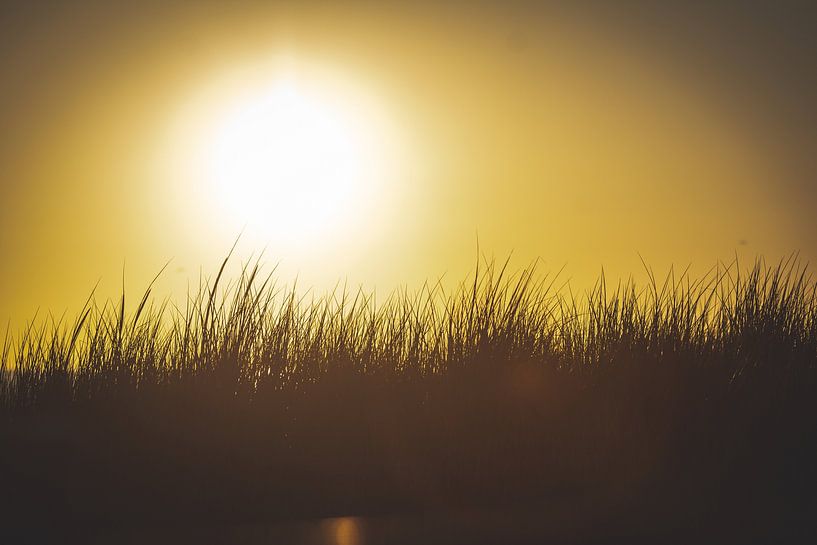 Dune grass at sunset along the Texel coastline by Marjolijn Barten