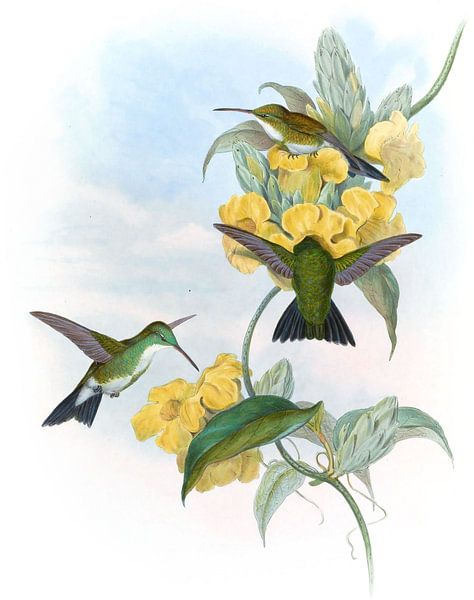 Smaragd mit weiß-kehligem, John Gould von Hummingbirds