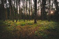 Dark forest