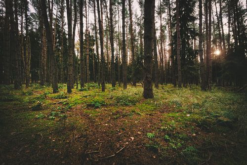 Donker bos