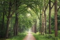 De groene laan van Loris Photography thumbnail