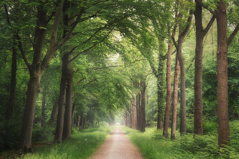 De groene laan van Loris Photography