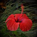 Rode hibiscusbloem van NaturWerke thumbnail