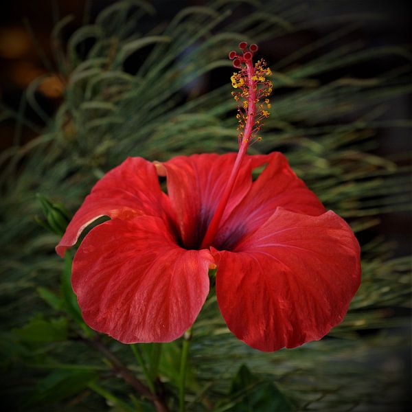 Rode hibiscusbloem van NaturWerke