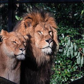 Lion et Lionne sur Eveline van Beusichem