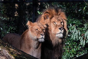 Lion and Lioness by Eveline van Beusichem