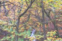Foggy wood