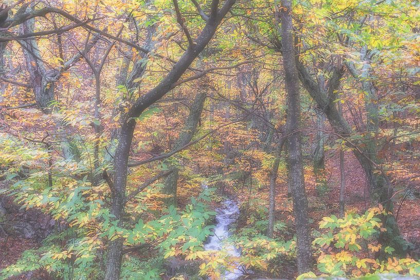 Foggy wood par Annemieke Linders