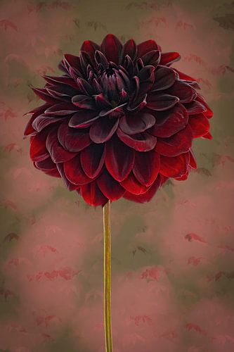 Schwarze Dahlie von Klaartje Majoor