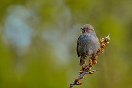 Zingende heggenmus in zachte ochtendrust van Dave Adriaanse - Photography