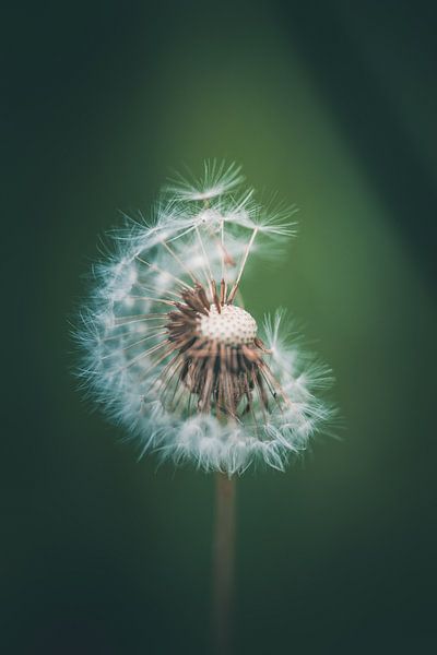 Let it go by Emma Pille