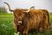 Highland Cattle von Bernd Sowa