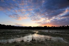 Veenpluis van Patrick Brouwers