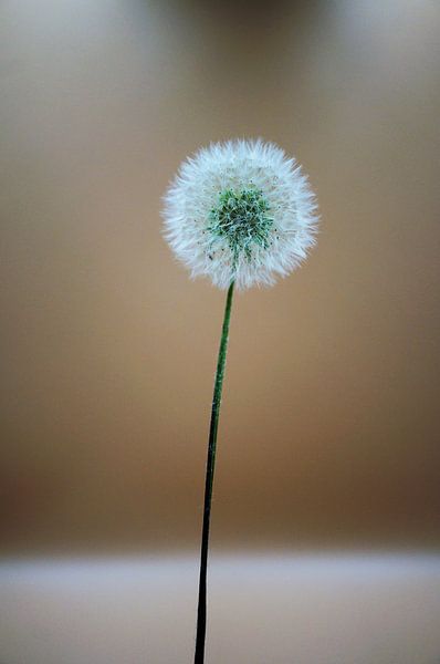 Pissenlit par Iwona Sdunek alias ANOWI