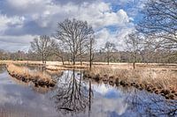Bel étang dans la réserve naturelle de la Kampina