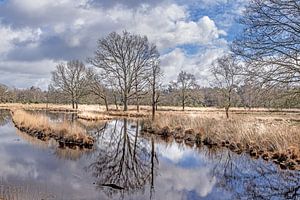 Schöner Teich im Naturschutzgebiet der Kampina