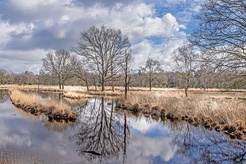 Beautiful pond in the nature reserve the Kampina