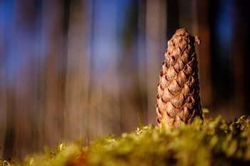 The Heart of the Forest