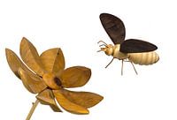 Model of a bee made of wood flying towards a wooden flower, exempted on white white