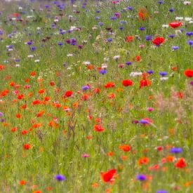 Monets summer breeze - veldbloemen (klaprozen) van Brigitte van Krimpen