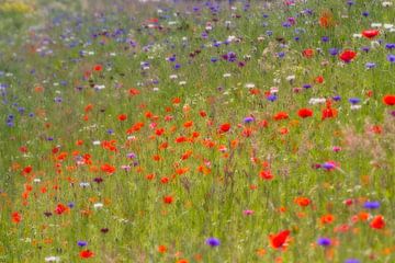 Monets summer breeze - veldbloemen (klaprozen) van Brigitte van Krimpen