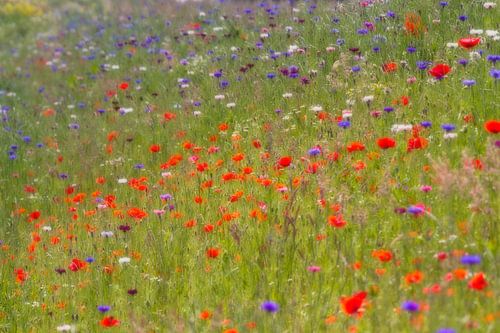 Brise d'été de Monets - fleurs des champs (coquelicots)