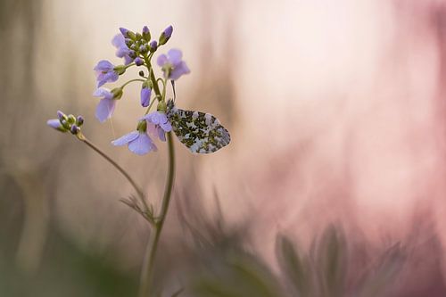 Terwijl de vlinders nog slapen