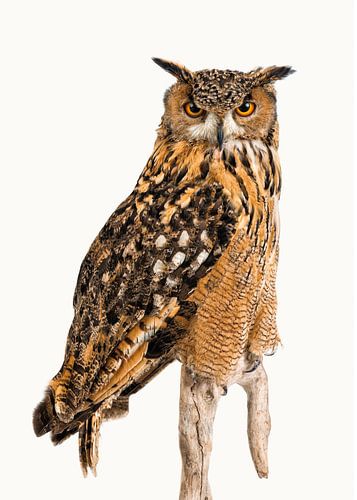 Rariteitenkabinet_Vogel_09