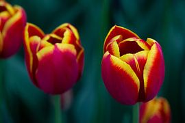 Red-yellow tulips by Harold Versteeg