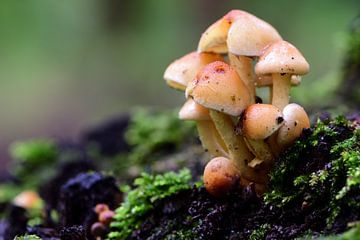 Groepje kleine paddenstoelen