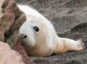 Grey seal pup  by Marjoleine Roos thumbnail