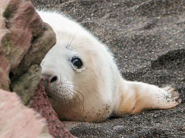 Grey seal pup  by Marjoleine Roos