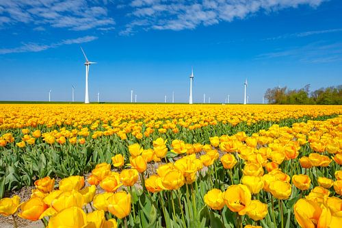 Tulipes jaunes poussant dans un champ au printemps