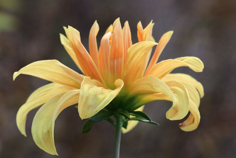Bloem von t de bruin