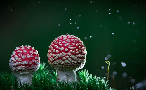 Rouge avec des points blancs