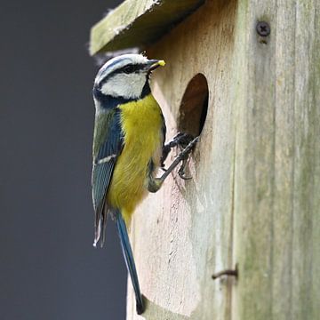 blue tit