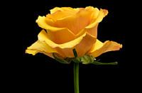 rose jaune