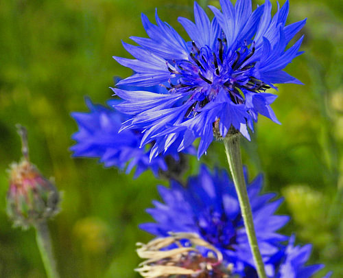 Cornflower blue