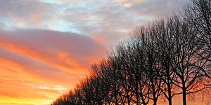 Silhouette d'une rangée de peupliers dans la soirée d'hiver contre un coucher de soleil coloré et ch