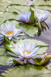 Nénuphars dans le jardin La Mortella, Ischia, Italie sur Christian Müringer