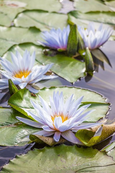 Waterlelies in de tuin La Mortella, Ischia, Italië van Christian Müringer