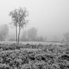 De Meinweg - Misty Morning in Black and White by Teun Ruijters