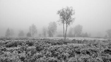 De Meinweg - Misty Morning in Black and White