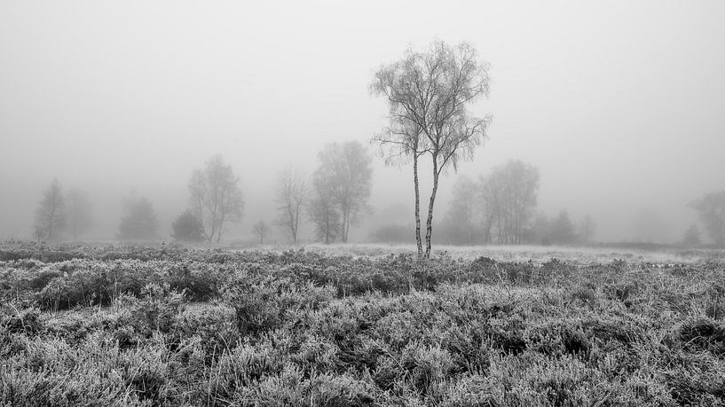 De Meinweg - Un matin brumeux en noir et blanc par Teun Ruijters